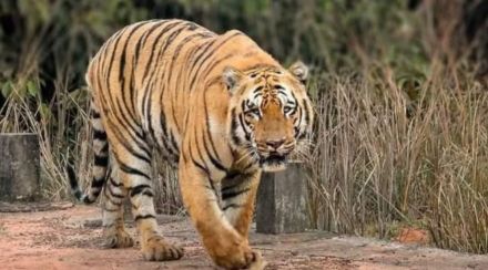 Tiger, Chandrapur, Tadoba, Tiger,