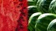 How to easily identify a juicy red watermelon