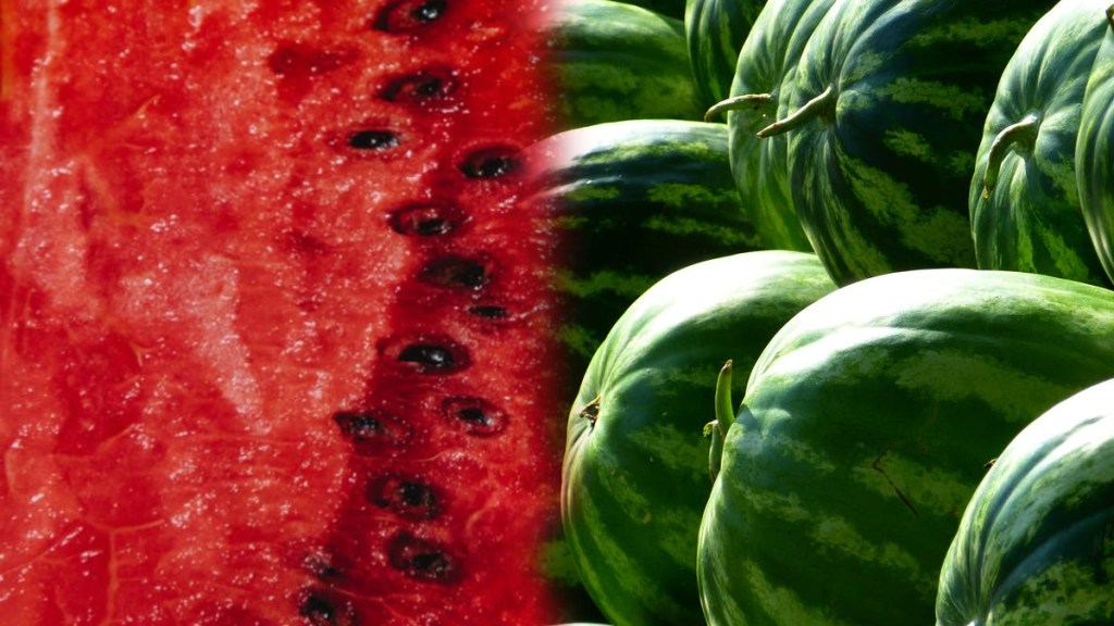 How to easily identify red and juicy watermelon