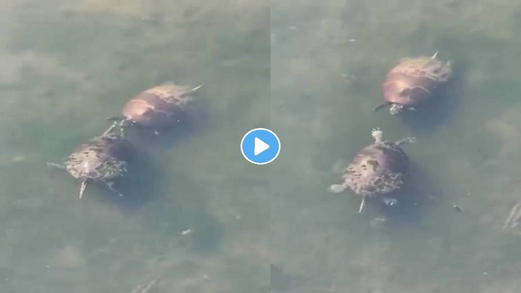 turtle-video-viral