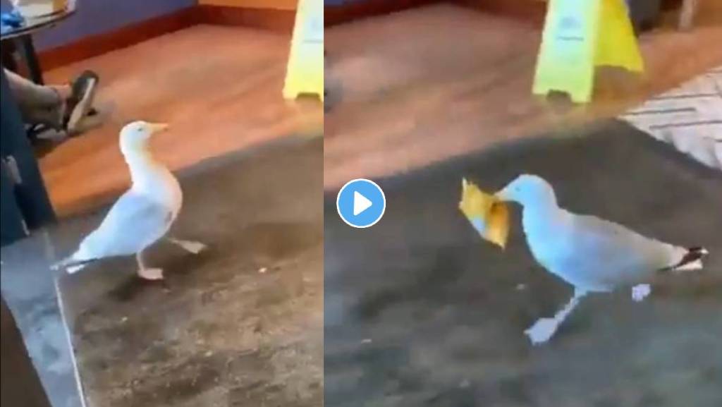 seagull-bird-video