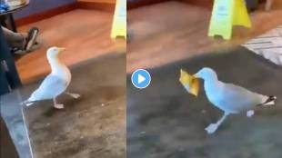 seagull-bird-video