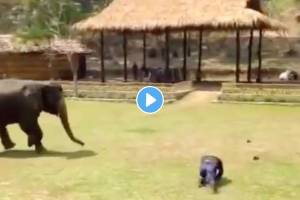 Elephant-Viral-Video
