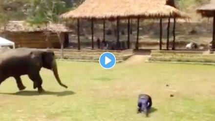 Elephant-Viral-Video