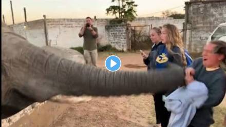 Elephant-Attack