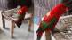 Parrot-Video-Viral