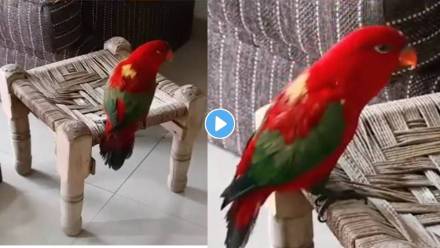 Parrot-Video-Viral