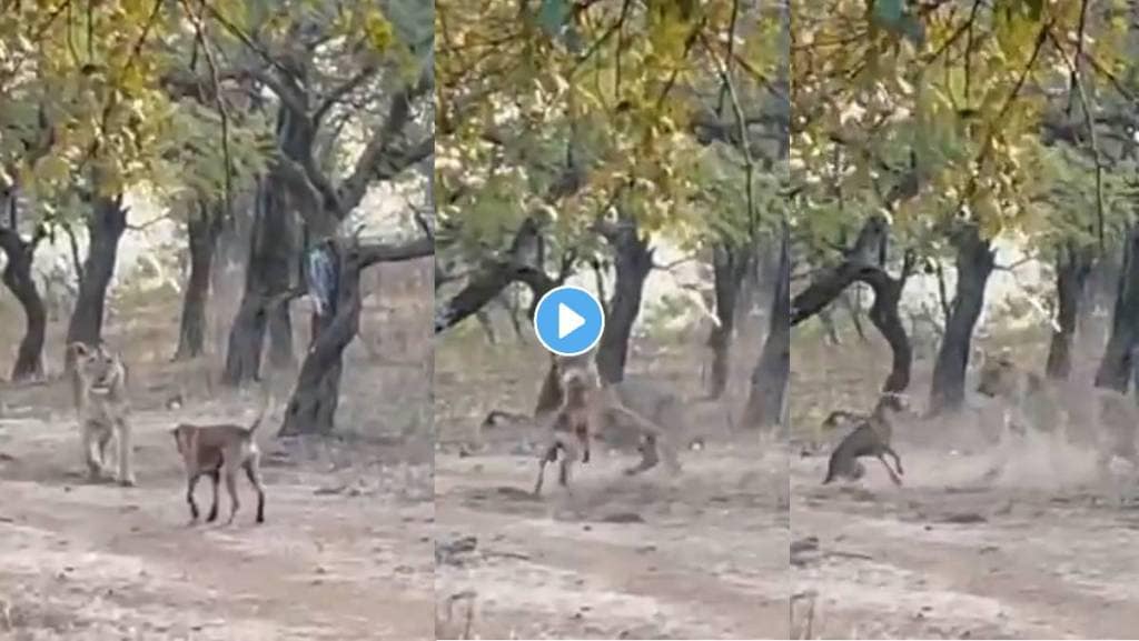 dog and lion fight