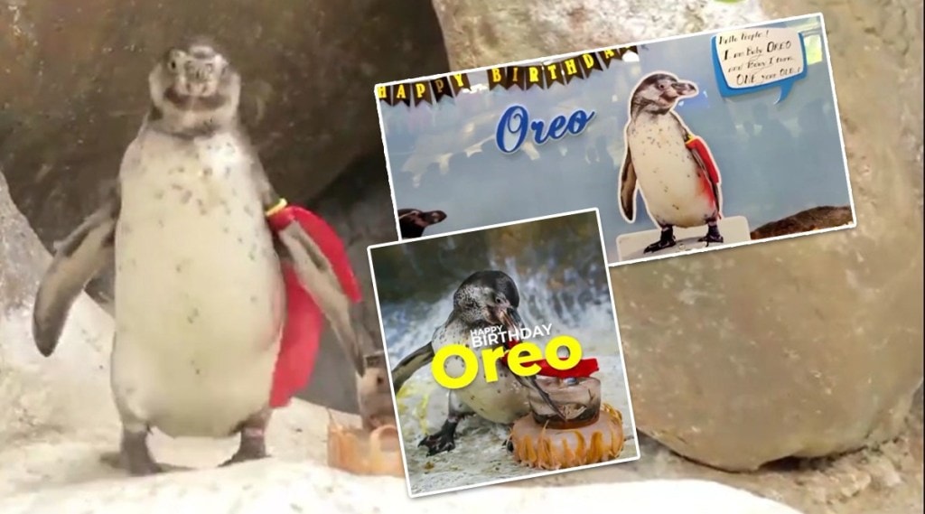Video : ‘खास केक, आकर्षक सजावट आणि बरचं काही…’, राणीबागेत जन्मलेल्या ‘ओरिओ’ पेंग्विनच्या पहिल्या वाढदिवसाचे जोरदार सेलिब्रेशन