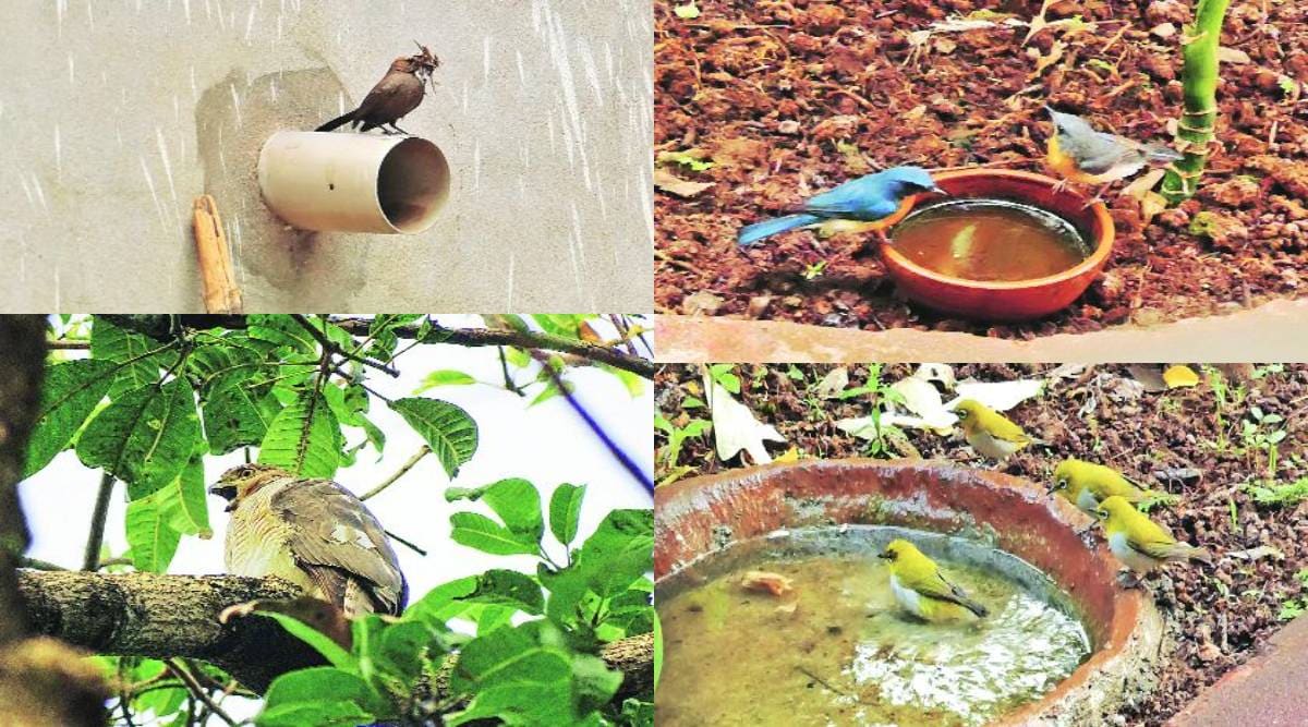 सोयरे सहचर : साद माझी अन् दाद पक्ष्यांची! | Soyare sahchar nature component conservation Small living beings Domicile birds Companionship ysh 95