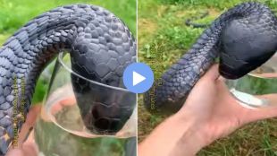 The black snake was drinking water from a glass