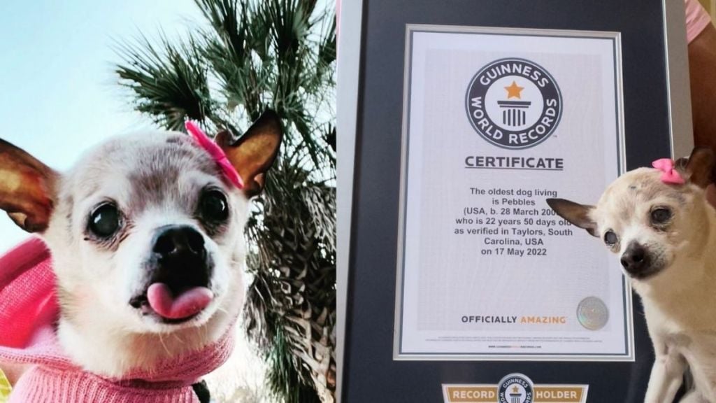 Guinness World Records for the oldest dog in the world Know your ag