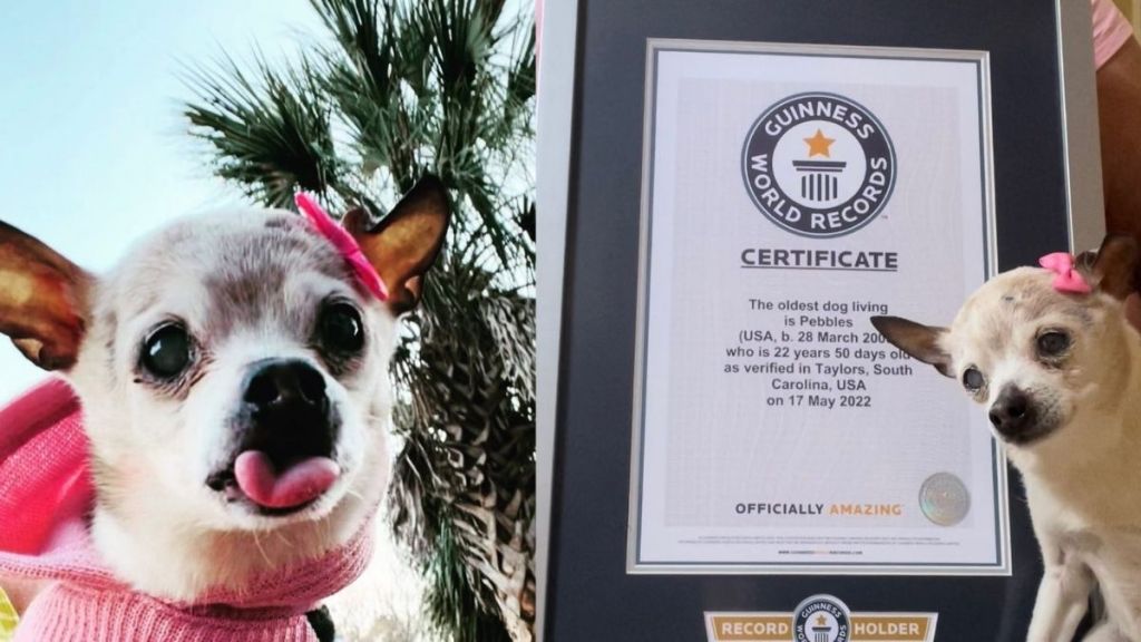 Guinness World Records for Oldest Dog in the World Know his ag