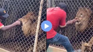 This man was making fun of a lion trapped in a cage