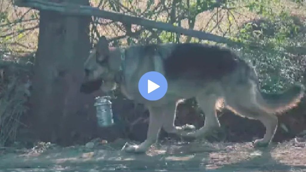 The dog traveled 2 kilometers to deliver a Lunch Box to his owner