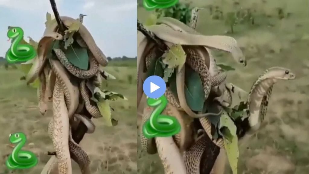 You have never seen such a scene of a snake