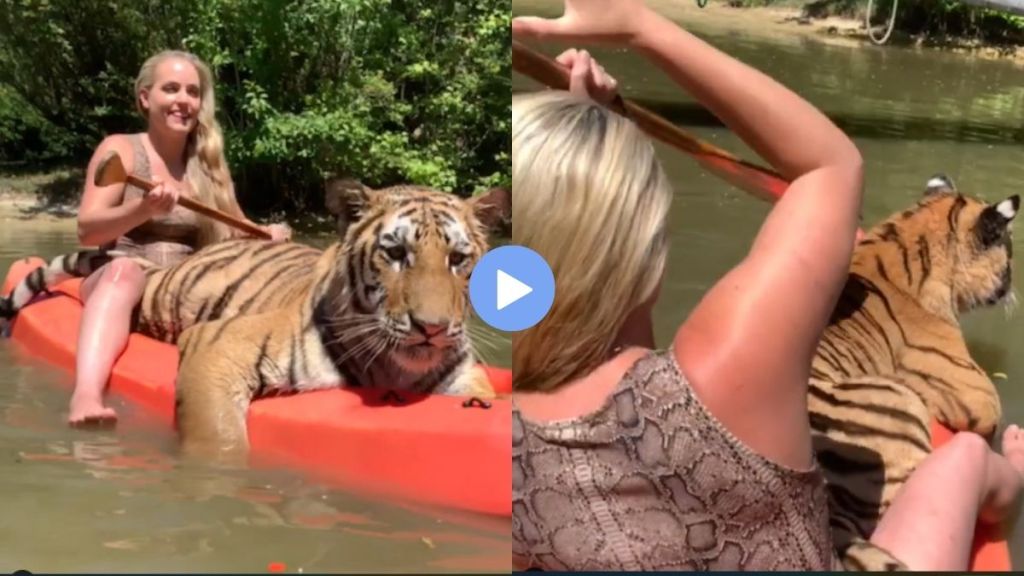 The tiger was brought to the boat like a pet