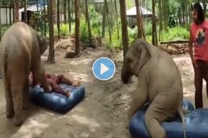 The cute little elephant attempt to steal the owner mattress captured on camera