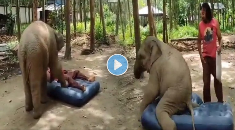 The cute little elephant attempt to steal the owner mattress captured on camera