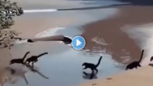 baby dinosaur on beach