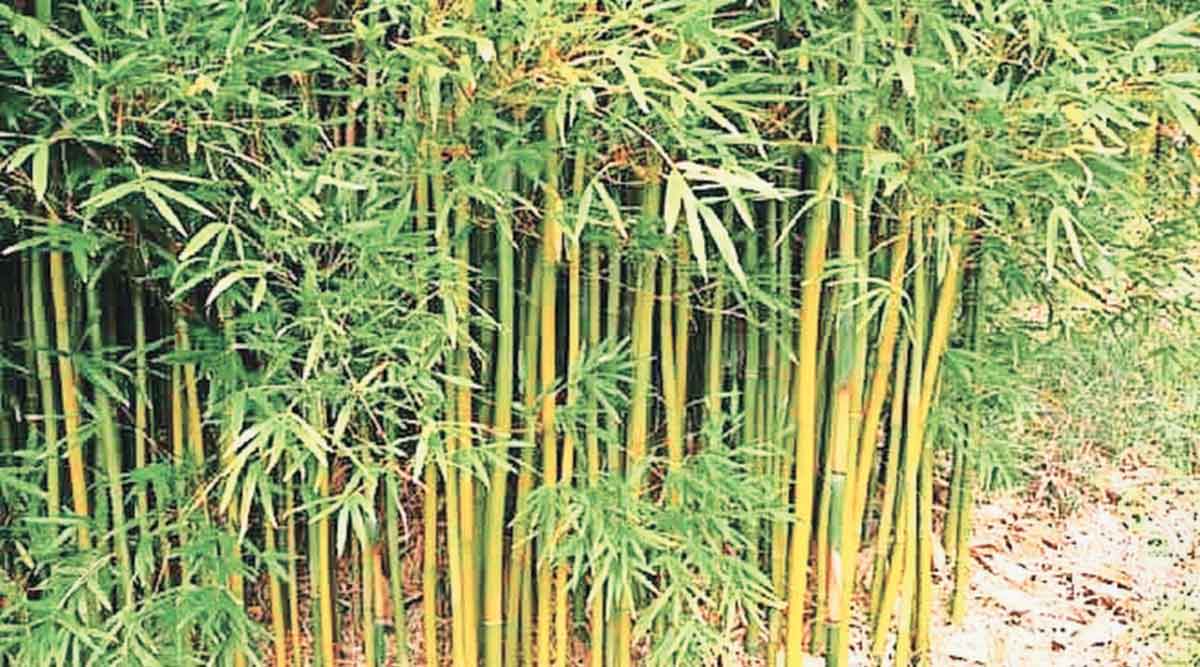Bamboo Farming : बांबूची शेती