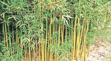 Bamboo Farming : बांबूची शेती