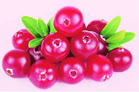 आरोग्यवार्ता : क्रॅनबेरी फळ हृदयासाठी उपयुक्त
