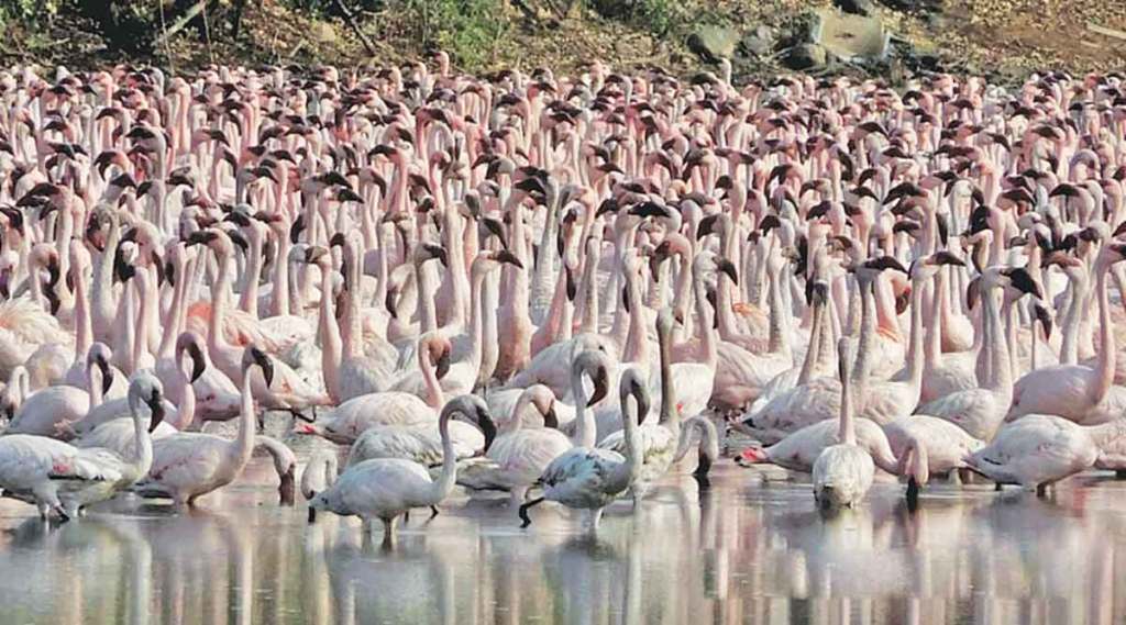 फ्लेमिंगोंचा मुक्काम वाढल्याने छोटय़ा मासळीची टंचाई ; किनाऱ्यावर सहज सापडणारी मासळी मिळत नसल्याने मच्छीमार अडचणीत