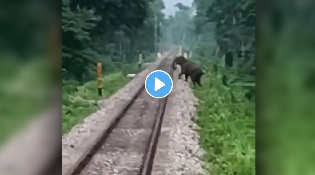 elephant came on railway track