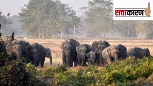 elephants in gadchiroli