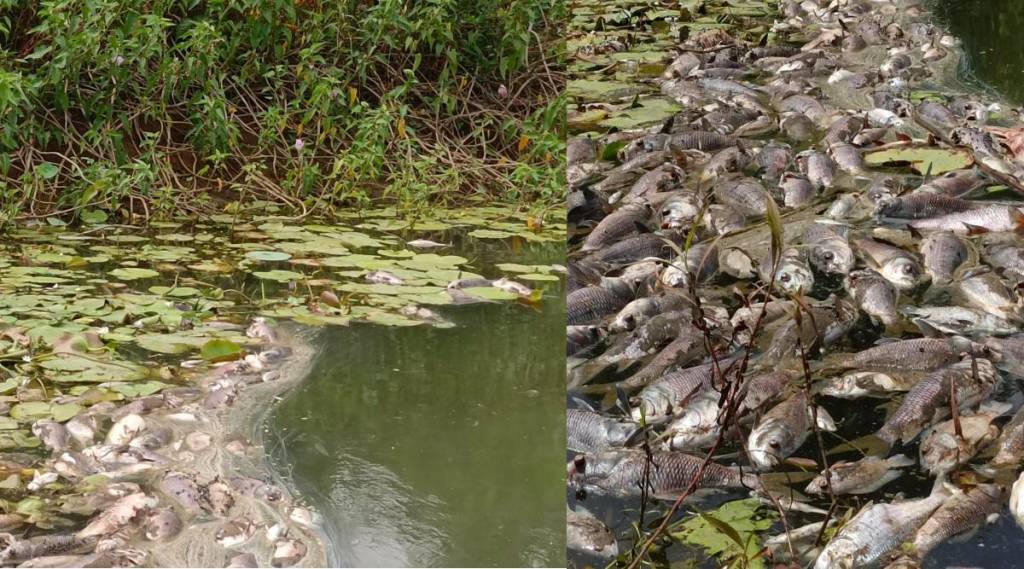 केळवे येथील तलावात हजारो मासे मृत