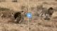 lion-attack-on-leopard
