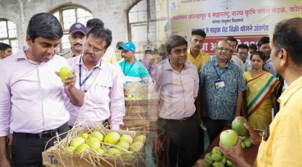 कोल्हापूरच्या आंबा जत्रेत ६ मेट्रिक टन आंब्यांची विक्री