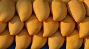 varieties of mangoes in india