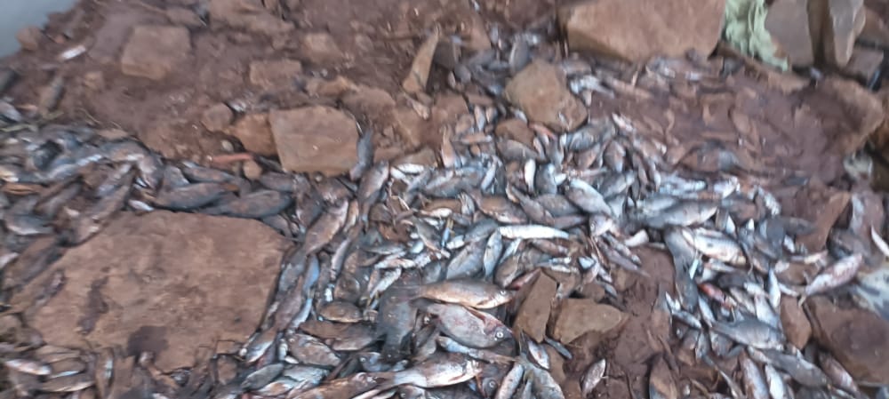 पंचगंगा नदीत मासे मृत; इचलकरंजी नगरपालिकेच्या मुख्याधिकाऱ्यांना कारणे दाखवा नोटीस