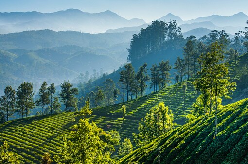 केरळमधील स्थित मुन्नार समुद्रसपाटीपासून १७०० मी. उंचीवर वसले आहे. इथून चहाच्या बागांचे सुंदर दर्शन घडते. पर्यटकांना येथे बोटिंगचा आनंदही घेता येतो. मुन्नार हे अत्यंत विशिष्ट डेअरी फार्मसाठी प्रसिद्ध आहे. मुन्नार आणि आसपासचे शोला जंगलात ट्रेकिंग करता येते. या जंगलात विविध प्रकारच्या पक्ष्यांचेही वास्तव्य आहे. येथे एक छोटी नदी आणि पाण्याचा झरा देखील आहे. पावसाळ्यात इथे पर्यटकांची मोठी गर्दी असते.