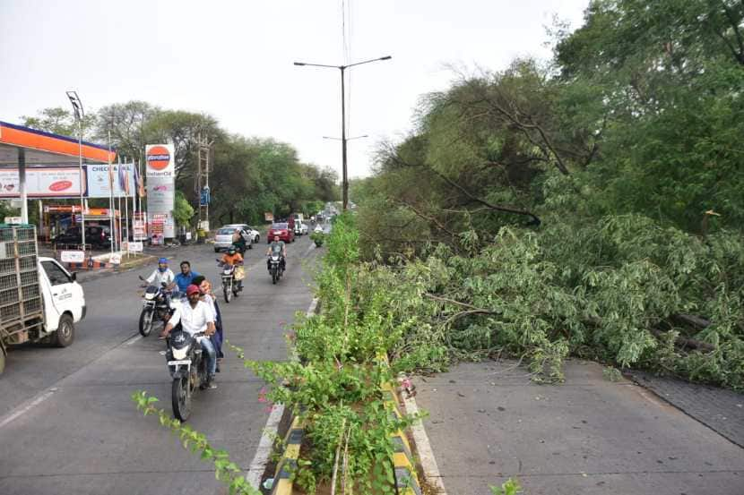 वादळामुळे अनेक झाडेही उन्मळून पडली.