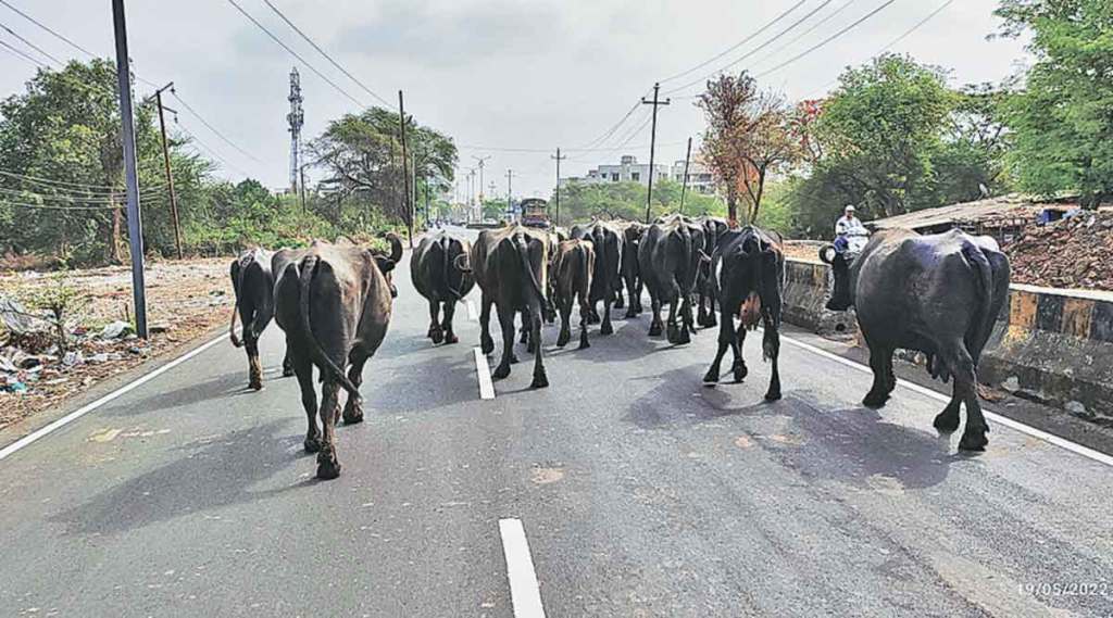 मोकाट गुरांचा ताप ; ठोस उपाययोजना नसल्यामुळे नागरिकांमध्ये नाराजी