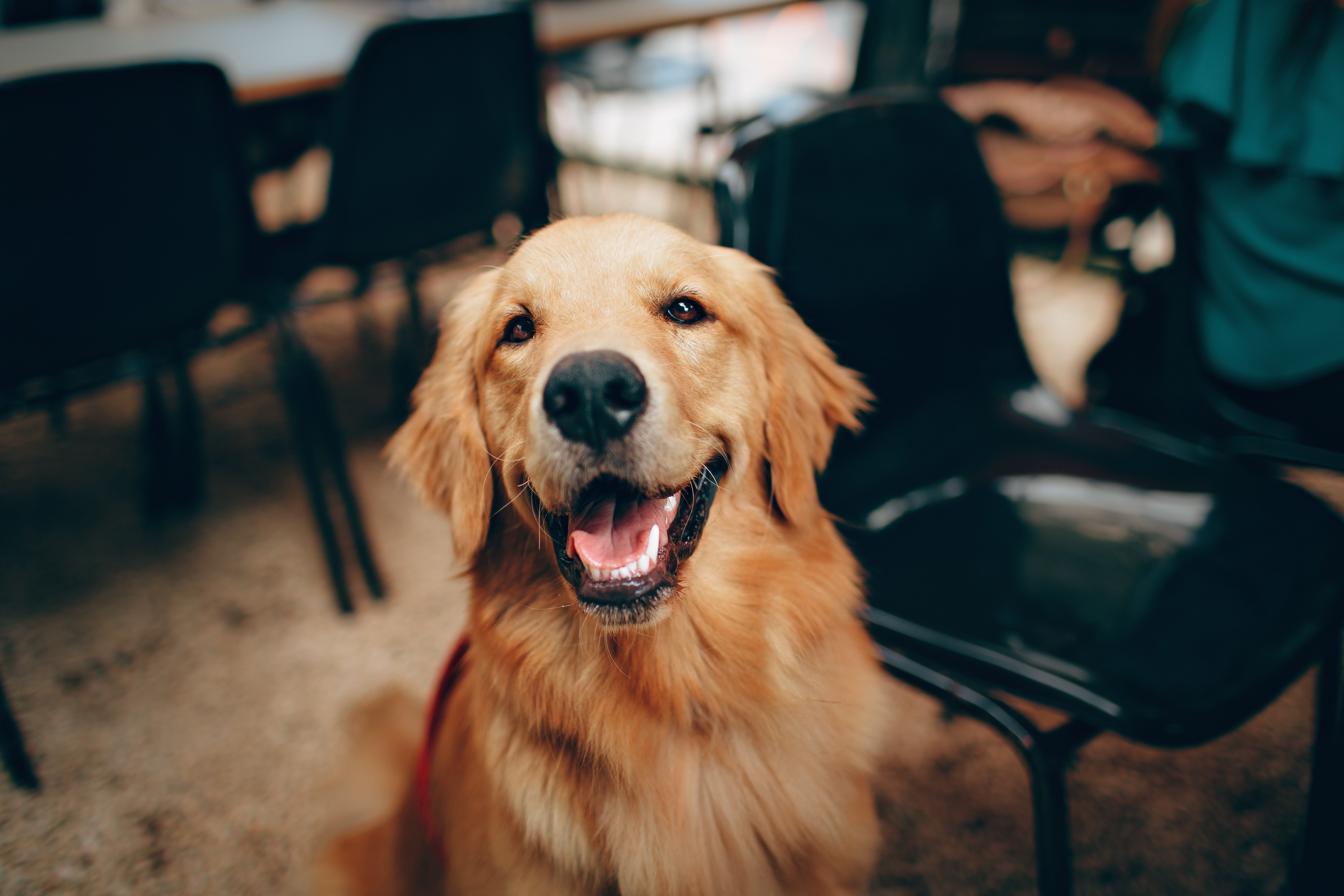 Labradors : लॅब्राडॉर ही सर्वात लोकप्रिय जाती आहे आणि साधारणतः ११.८ वर्षे जगतात.