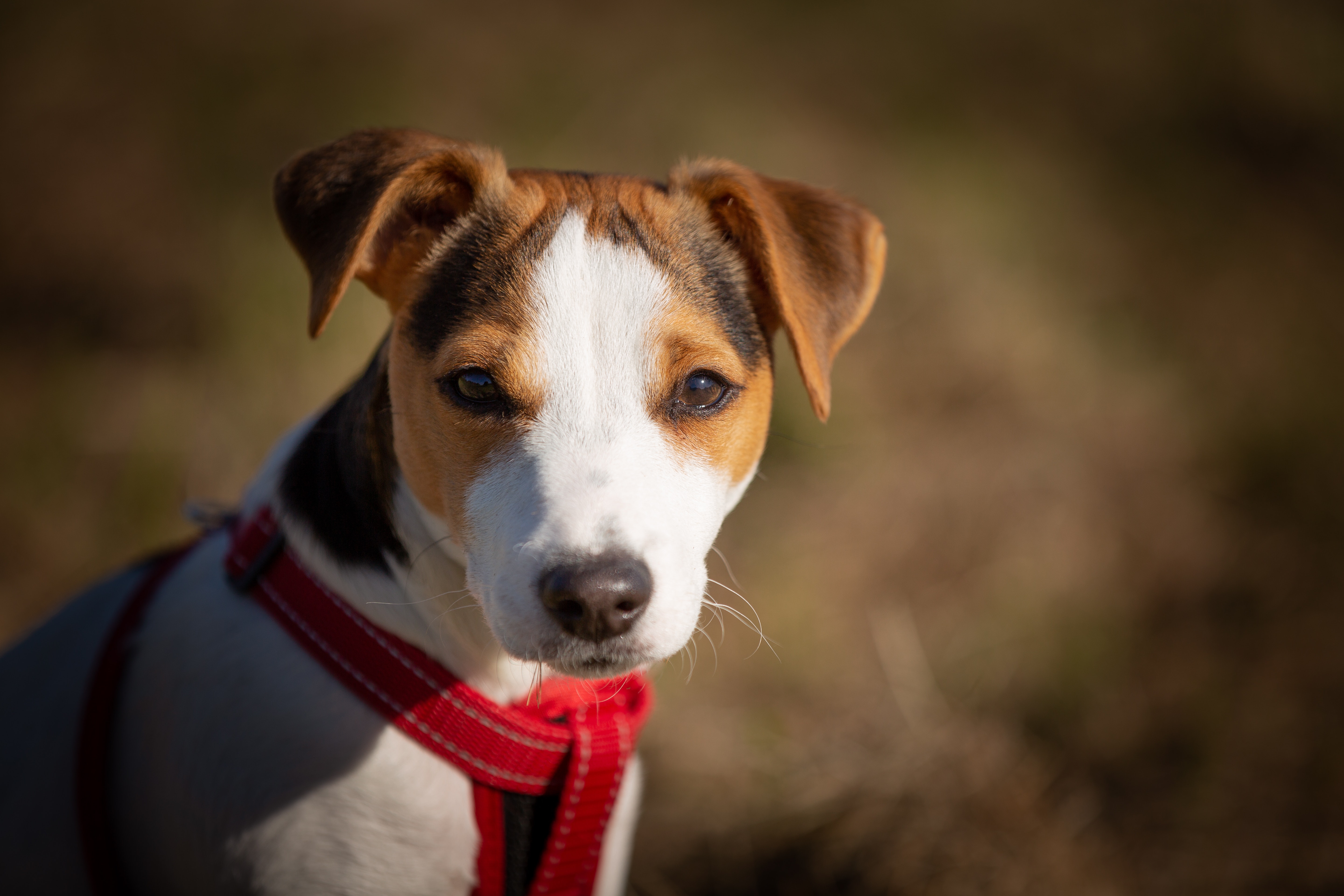 Jack Russell Terriers : 'द सन'च्या अहवालाविषयी सांगायचे तर, जगातील सर्वात जास्त काळ जगणारा कुत्रा जॅक रसेल टेरियर्स आहे.