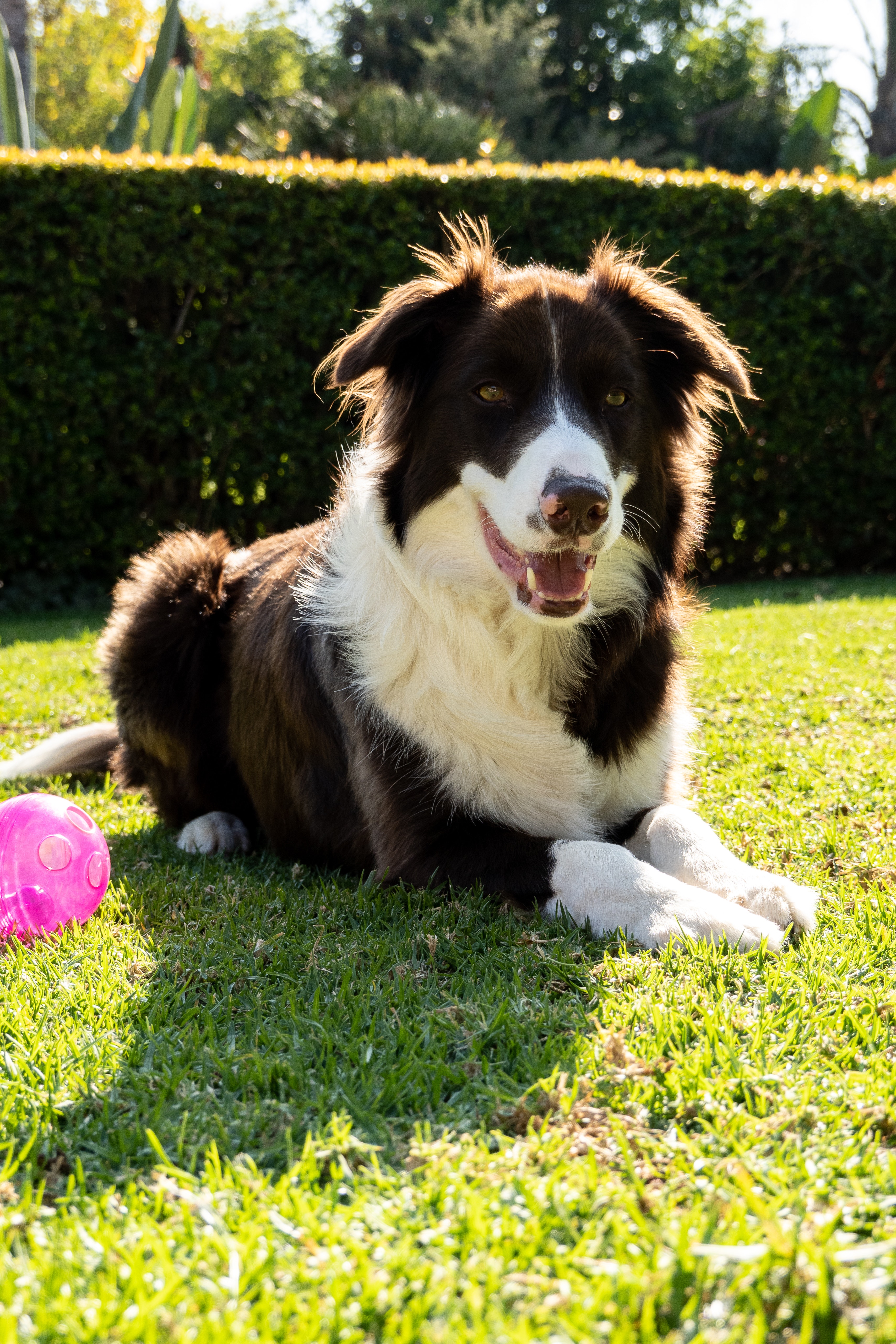 Border Collies : बॉर्डर कॉलीज हे प्रदीर्घ काळ जगणाऱ्या कुत्र्यांच्या यादीत तिसऱ्या क्रमांकावर आहे. त्याचे सरासरी वय १२.१ वर्षे मानले जाते.