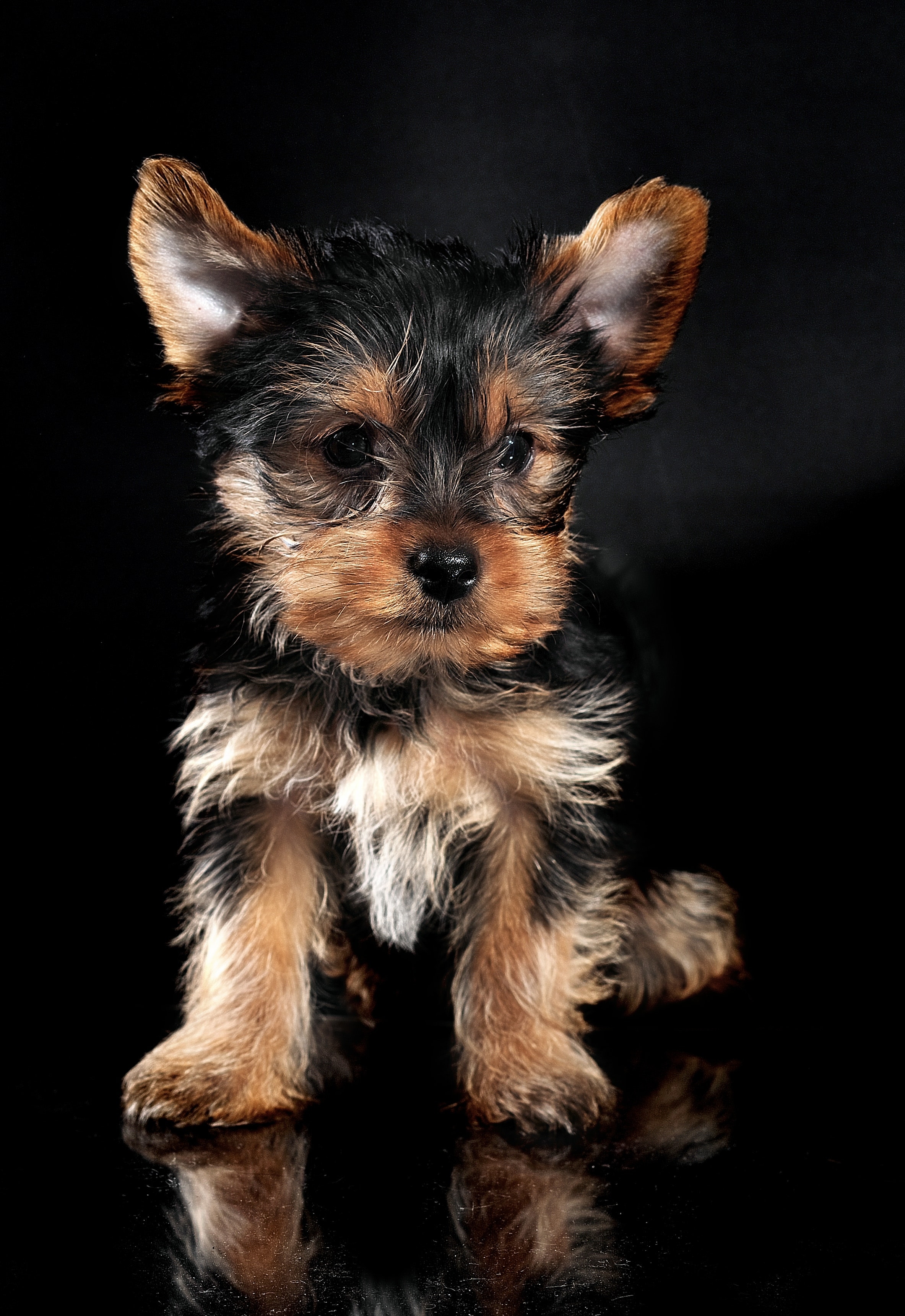 Yorkshire Terriers : यॉर्कशायर टेरियर्स दुसऱ्या स्थानावर आहेत. हे कुत्रे सरासरी १२.५ वर्षे जगतात.