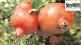 pomegranate crop