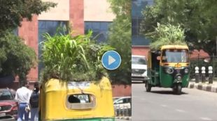 rickshaw garden on top