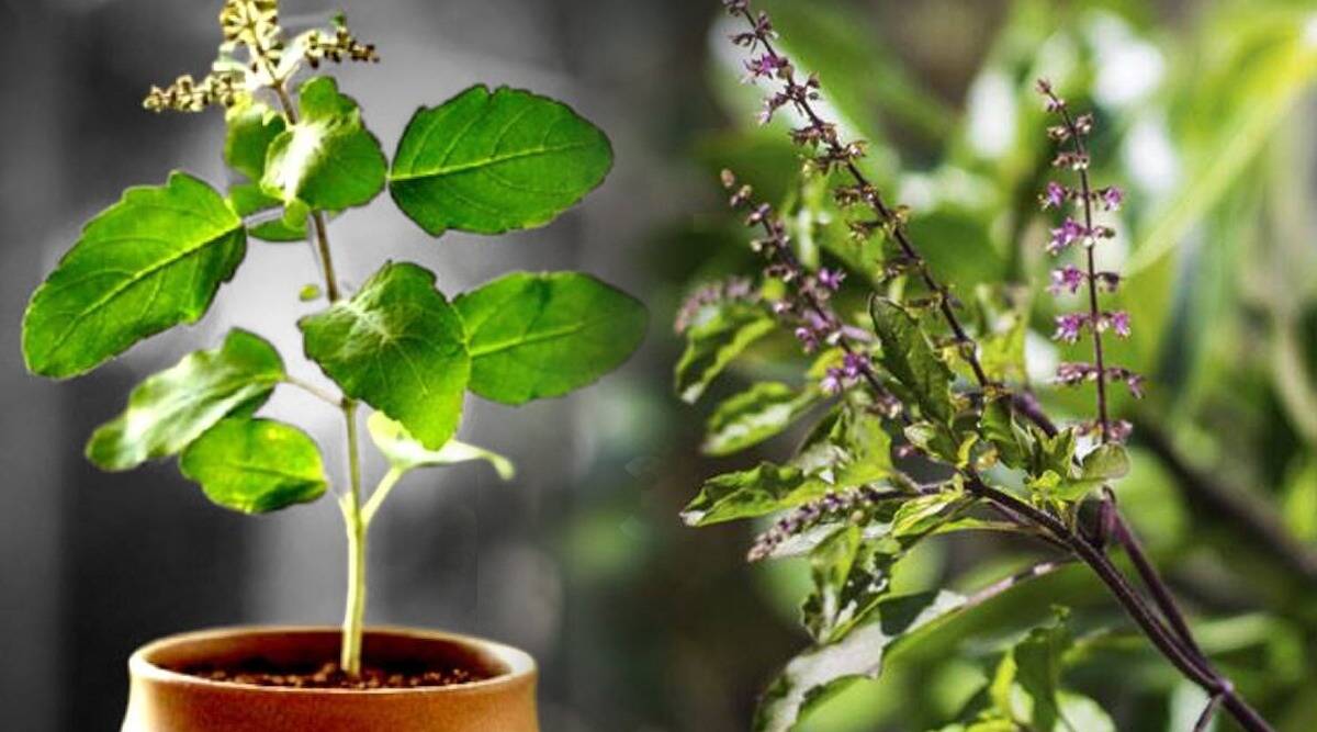 Reasons Why Your Tulsi Plant is Drying Out