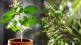 Reasons Why Your Tulsi Plant is Drying Out