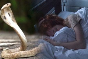 snake, snake dream,