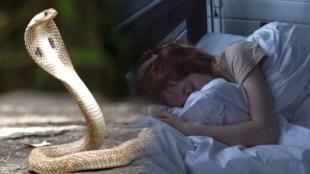 snake, snake dream,