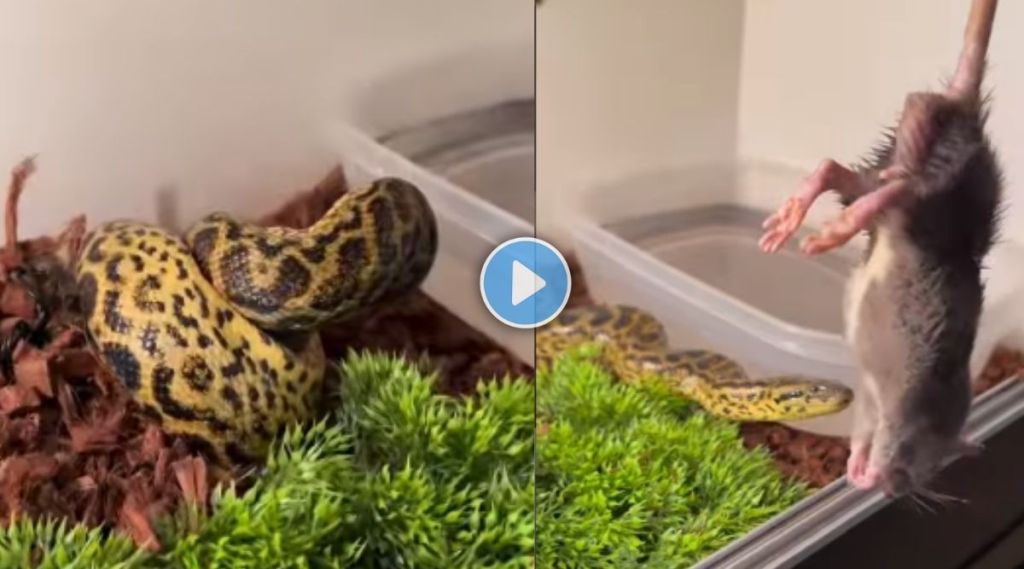 snake video viral