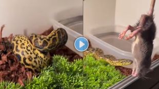 snake video viral